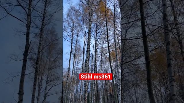 БЕНЗОПИЛА STIHL 361 СПИЛ ДЕРЕВА #дом #дача #сад #деревня #дерево #stihl #бензопила #стройка #сад