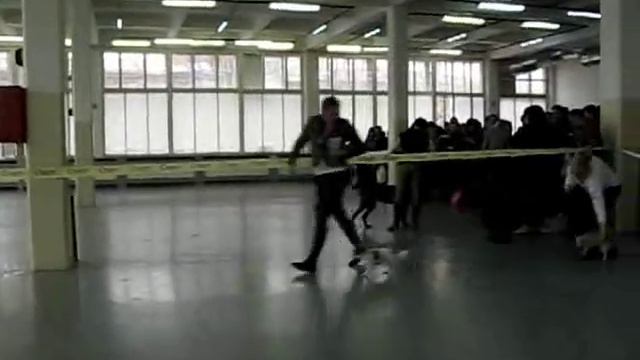 Выставка чихуахуа 02.04.2011 Санкт-Петербург смотреть онлайн