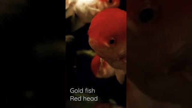 goldfish red head золотая рыбка красная шапочка смотреть онлайн
