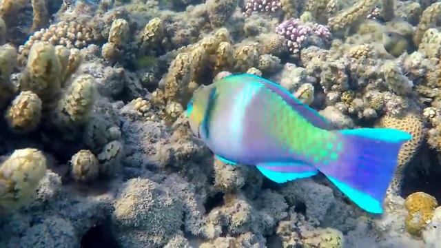 Египет. Подводный мир Красного моря. Советы туристам смотреть онлайн