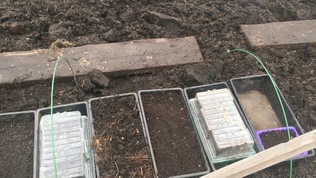 как вырастить рассаду без теплицы