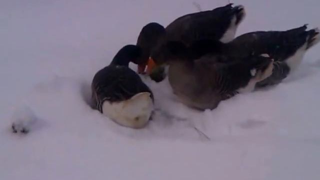 крупная серая, гуси зимой, гуси в снегу смотреть онлайн