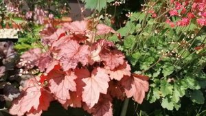 Гейхера Робуста (Heuchera Robusta) - ярко розовые цветы. Начало июня 2023