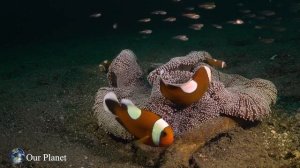 Успокаивающая музыка для нервов ? лечебная музыка для сердца и аутизма, релакс, музыка для души #15