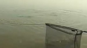 Все хитрости ловли толстолобика