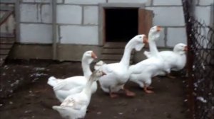 Гуси-Холмогоры.