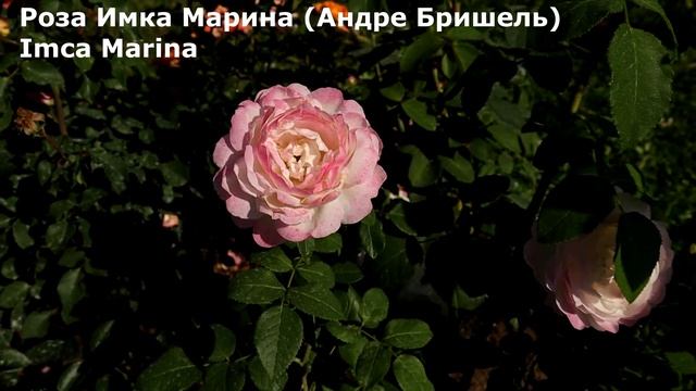 ТОП 4 - сказочно-красивые розы флорибунды! Великолепное качество цветков. смотреть онлайн