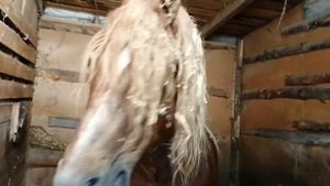 Лошадь спит, она устала, я взяла и помешала :=)