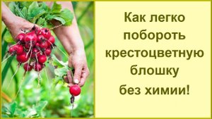 Крестоцветная блошка на редиске - боремся!