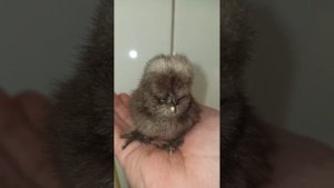 Шпагатик 😮🐥 Как можно спасти цыплёнка