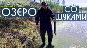 Ловля щуки на крупный силикон Strike Pro Pig Shad. DF 67