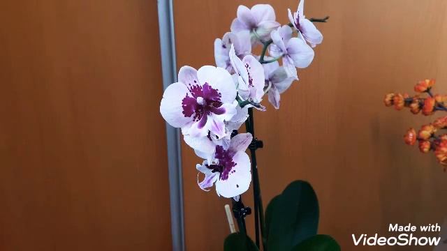 #ОРХИДЕЯ Здоровые корни Цветонос из точкиРоста #ЛегкийУХОДиПОЛИВ #КЛЕОПАТРА#Орхидеи #ОТВЕТЫнаВОПРОС