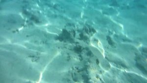 Рыба Хирург,Красное море,  Египет, Шарм Эль Шейх   Fish Surgeon, Red Sea, Egypt, Sharm El Sheikh