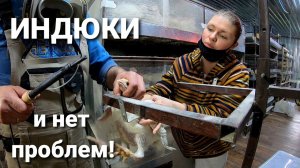 Расклев индейки. Как бороться. Перевод с сетки на пол.
