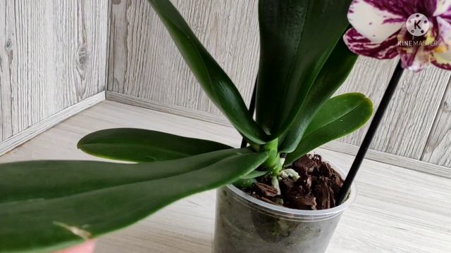 У меня пополнение  коллекции. Новые орхидейки ? смотреть онлайн