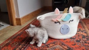 Милые котята скоттиш фолд и скоттиш страйт ?