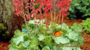 Гейхера кроваво-красная Моне (heuchera sanguinea monet) ? обзор: как сажать, саженцы гейхеры Моне