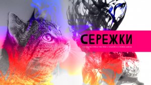 Сережки | Экспресс чистка | Чистка животных