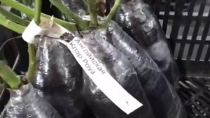 ФАСОВКА саженцев роз!