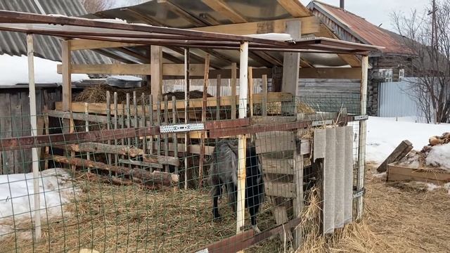 Сюрпризы от животных /желание сбывается