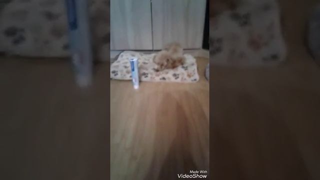 Вещи которые обезательно должны быть у собаки. Marsel love