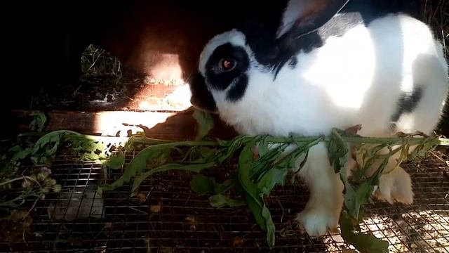 Дачники! Достал осот? Уже не знаете куда девать? Ответ в этом видео! Осот кроликам.