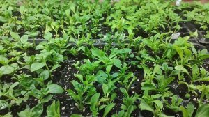 Укоренение петунии с корневином, и другими способами.