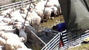 Маастрихт 2012 - Стрижка овец