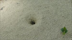 Жилище земляных пчёл рода Halictus