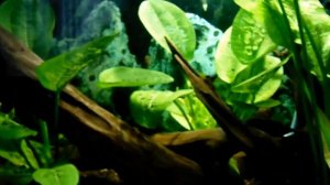 Дырки на эхинодорусах