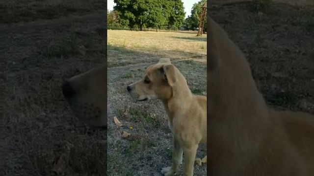 КаДеБо наші малюки шукають собі господарів в Україні смотреть онлайн