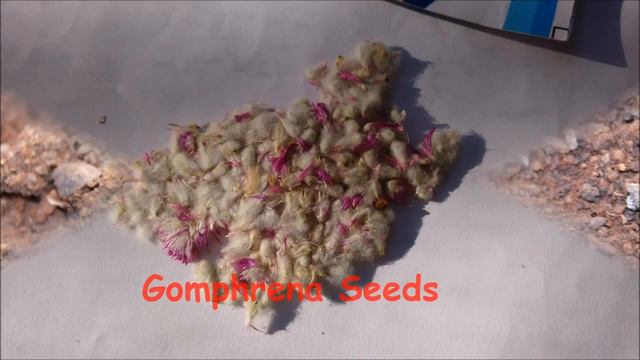 Which flower seeds to sow in Summer season Summer Flowers ?Part 2 