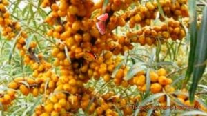 Облепиха обыкновенная Джемовая (hippophae rhamnoides) ? обзор: как сажать, саженцы облепихи Джемова