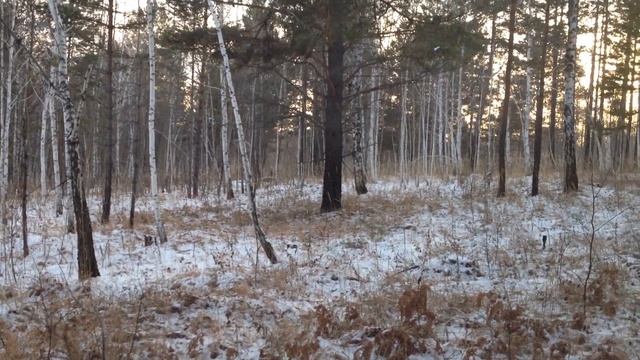 Учвсток березовый иркутск