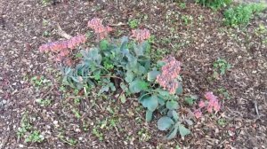 Kalanchoe Fedtschenkoi in Grace's Garden