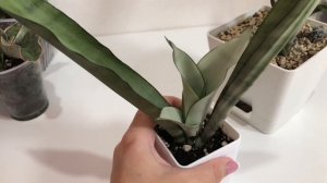 Обзор￼ моей маленькой коллекции Сансевиерий￼