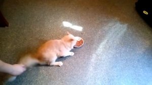 Коты пукают