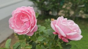 ??Blooming Frozen summer house rose