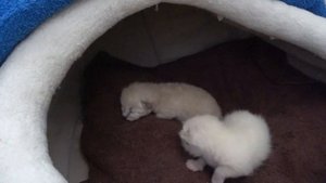 ПЕРЕЕЗД ПОД КРАСНОДАР / ПЕРЕСЕЛИЛИ ЦЫПЛЯТ?? ЛОВУШКА ОТ ПЛОДОЖОРКИ??? НОСИТСЯ С НИМИ ПО ДОМУ?