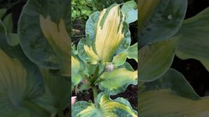 Хоста Голден Медоуз (Hosta Golden Meadows)