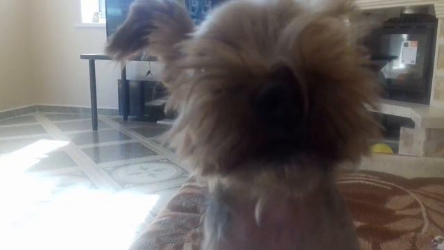 Кевин узнал что его котлету съели!.... смотреть онлайн