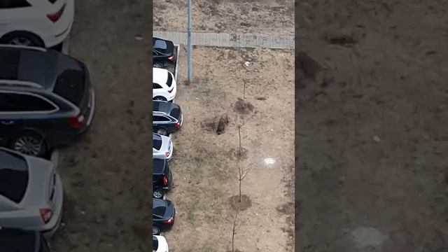 НОВЫЕ ПРИКЛЮЧЕНИЯ КАБАНЧИКА