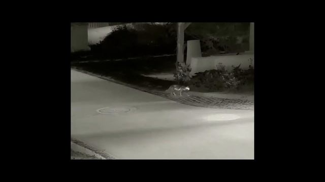 Xeye E6 Pro V2 - Testaufnahme einer Katze смотреть онлайн