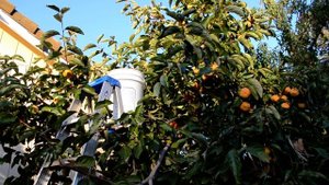 Хурма "Королёк" и её польза.