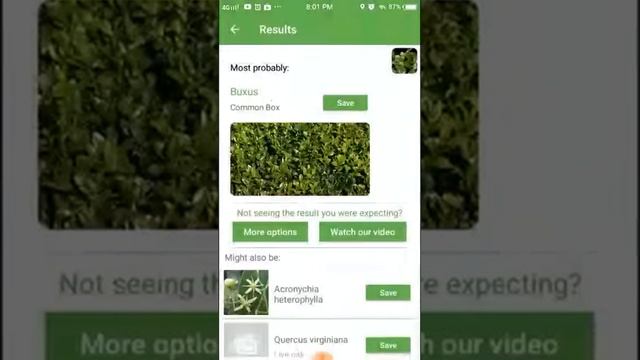 PlantSnap identifies a Common box (Buxus sempervirens)