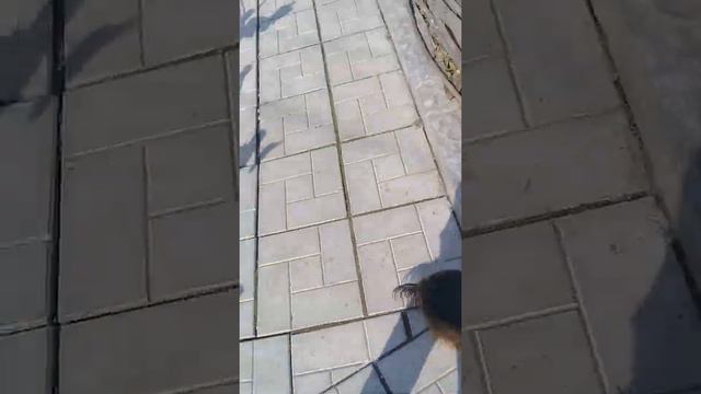 Собаки Гучи и Марго. Они сбежали??? Что случилось??? смотреть онлайн