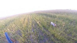 Бретонский эпаньоль. Ритма Хозяин полей. 5 месяцев. Первая куропатка.