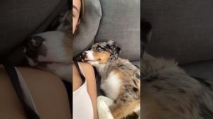 Kissing-my-Half-Asleep-Pup-to-See-Her-Re_80.mp4