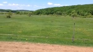 Скачка для лошадей местных пород от 3-х лет и старше. Дистанция 1400м  1й заезд