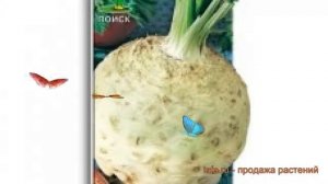 Сельдерей корневой Пражский гигант ? обзор: как сажать, семена сельдерея Пражский гигант